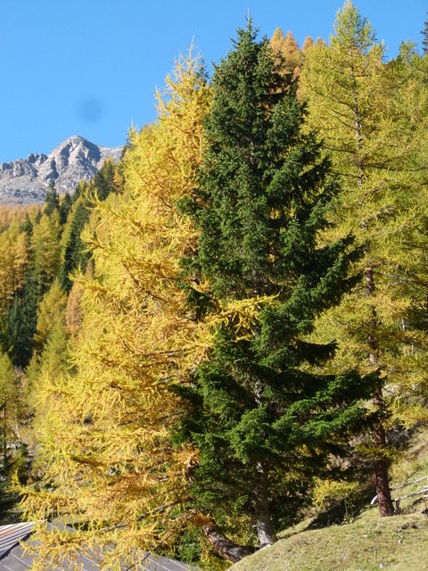 Larch tree